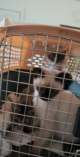 Prague Veterinary Clinic - Thumbnail