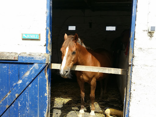 Pevlings Farm Riding & Livery Stables - Thumbnail