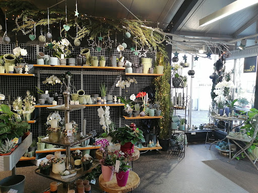Eliflora Flower & Gardening GmbH - Thumbnail