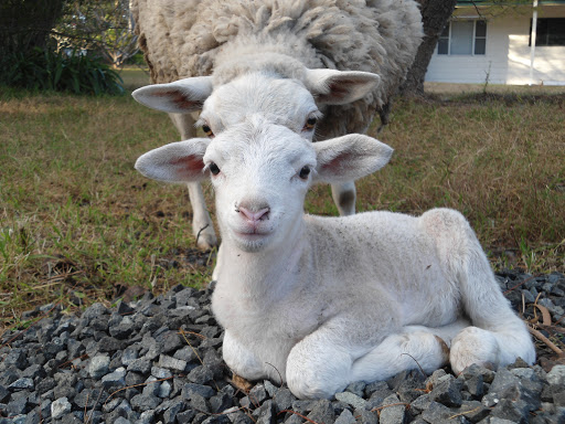 Hunter Valley Farmstay and Transport Services - Thumbnail