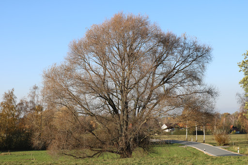 alter Baum - Thumbnail