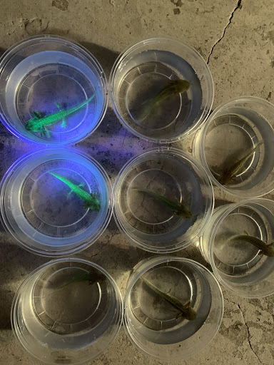 Gem City Axolotls LLC - Thumbnail
