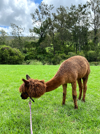 O'Reilly's Canungra Valley Vineyards - Thumbnail