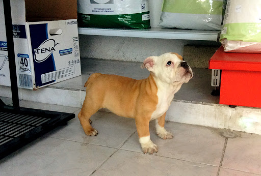 Hospital Veterinario Valle Dorado 24hrs