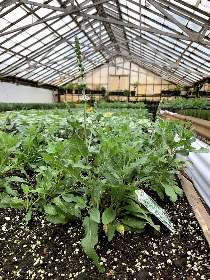 Heasley's Nurseries Inc.