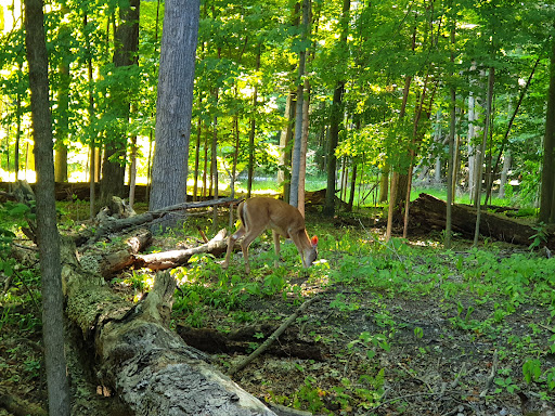Scott Woods Park - Thumbnail