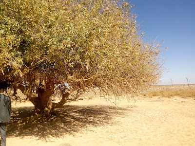 Photos of Tree of Bakieoah - The Blessing Tree, named Sahabi, at Ajraq, Jordan