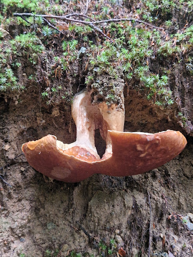 Jungfrufallet - Visual