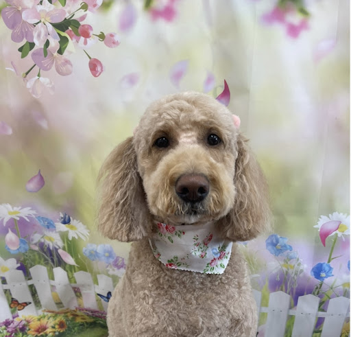 Pampered Pooch Grooming & Boutique - Thumbnail