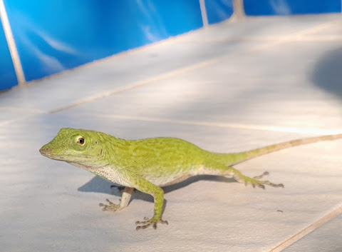 Hotel y Restaurante Boca Brava Lodge by null