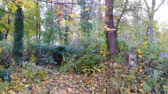 Jewish cemetery in Währing vienna, Author: Wien Bilder