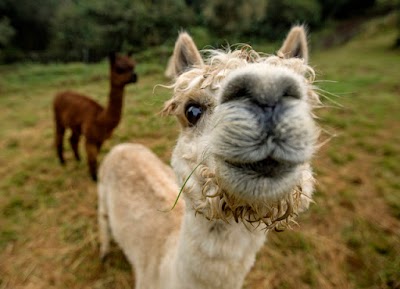 Maui Alpaca