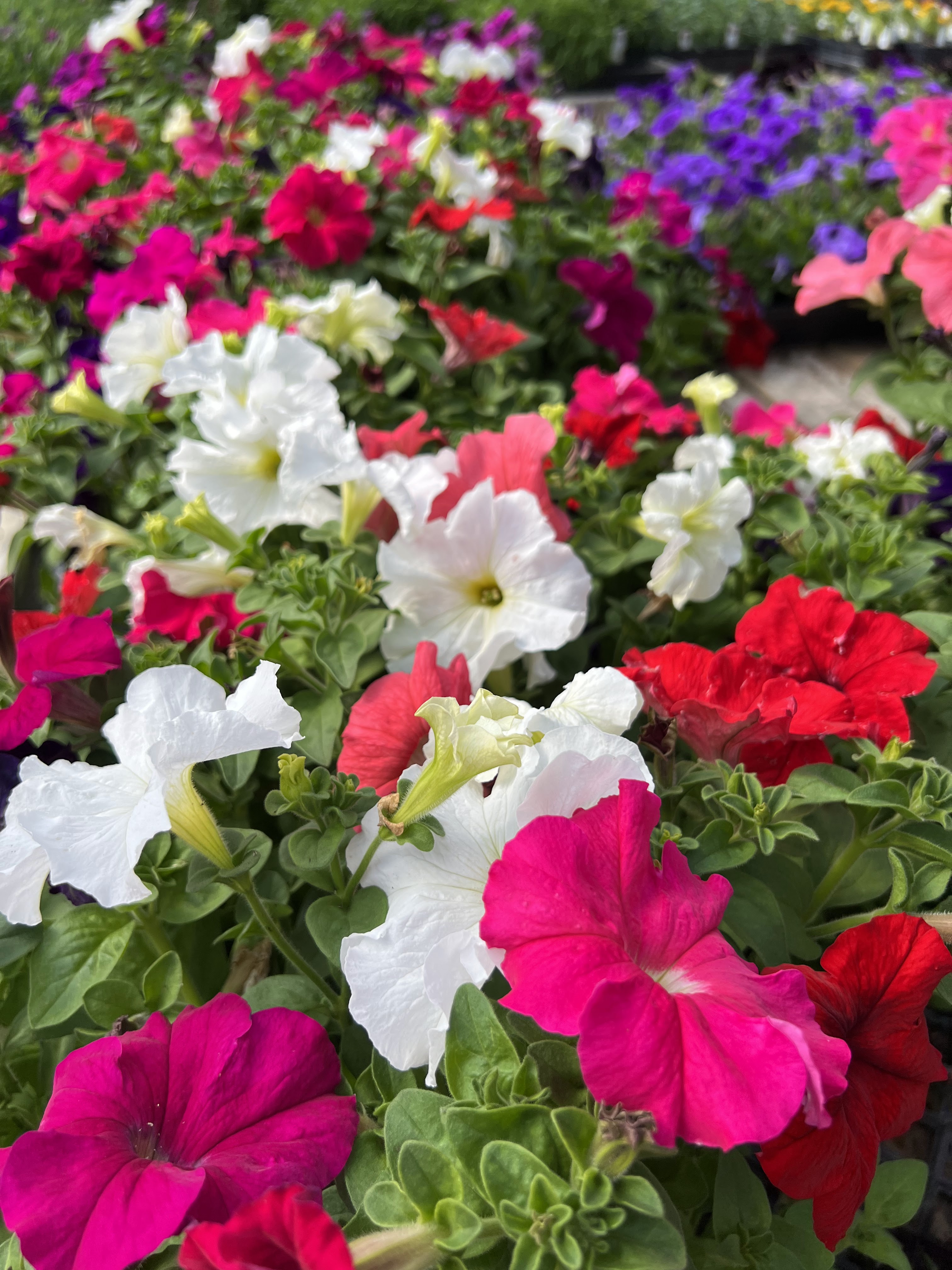 Country Flower Kettle