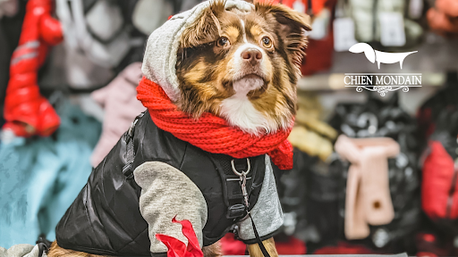 Chien Mondain - Mode Canine - Thumbnail