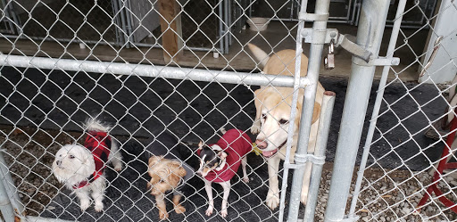 Crossroads Kennels - Visual