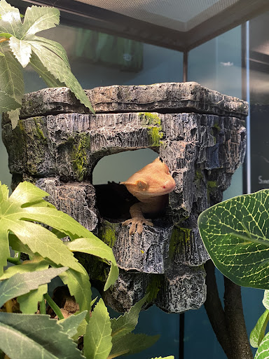 ReptilesRuS