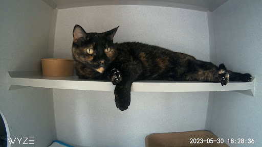 Mid Atlantic Feline Thyroid Center - Thumbnail