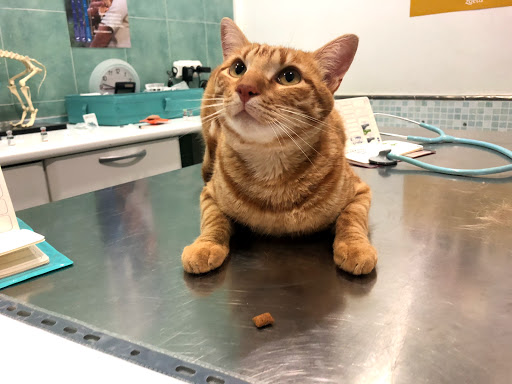 Clínica Veterinaria +cotas