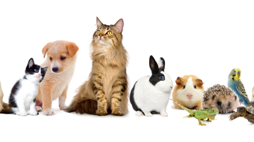 Hospital de especialidades Veterinarias parques insurgentes