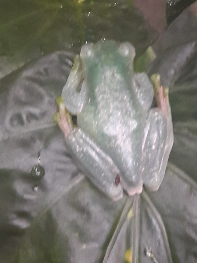 Schönbrunn Gastronomie GmbH Zoo