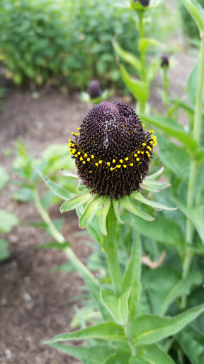 Washington State University Arboretum - Thumbnail