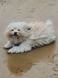 Photo n°3 de Muriel Andrieux zoothérapeute à Muret (Service d'hypnothérapie)