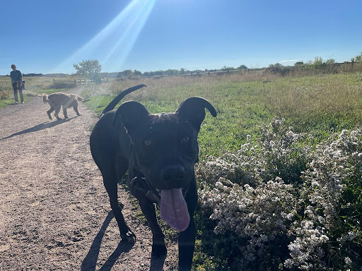 Cherry Creek ​Dog Of​f Leash Area (DOLA) - Thumbnail