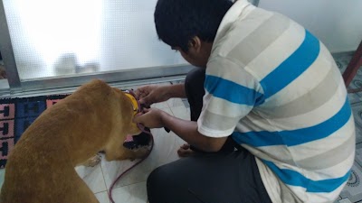 Photos of Care For Paws