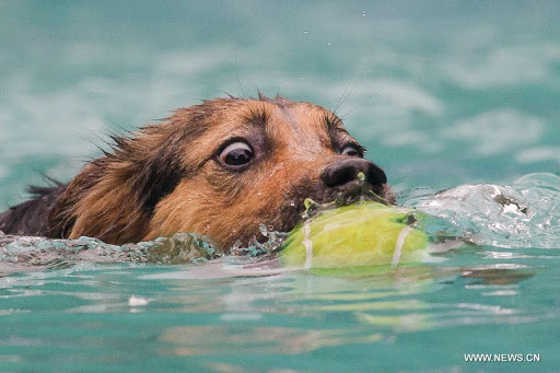 Sherwood Canine Fun Fitness And Mobility Swim Centre - Thumbnail
