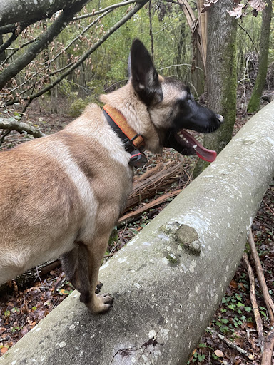 Centre Canin le Brin de Folie d'EASY - Thumbnail