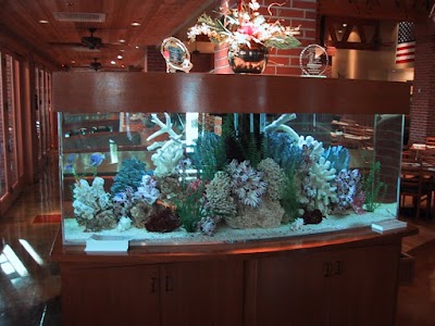 Aquarium Doctor Inc. | Aquarium Service, Aquarium Installation, Custom Aquariums