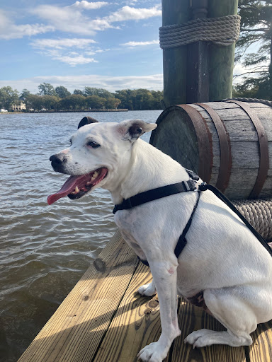 Chowan Animal Hospital - Thumbnail
