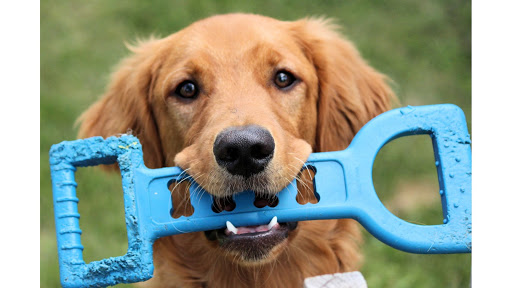 Del Rio Veterinary Diagnostic Hospital