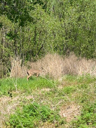 Lakefront Nature Preserve Overlook - Thumbnail