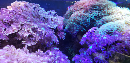 Acuario Splas'h - Thumbnail