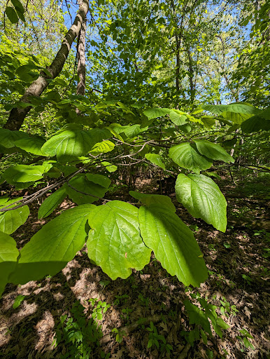 Ward Swartz Decatur Woods State Natural Area Gallery - United States