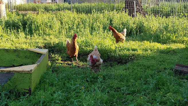 Olive Us Farms by null