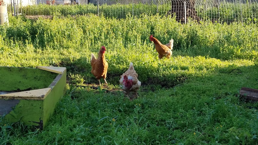 Olive Us Farms by null