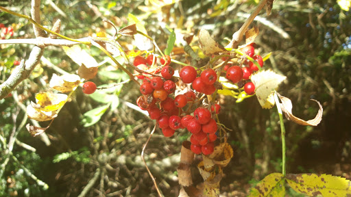 Bracken Woods - Thumbnail