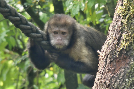 Zoolino - Thumbnail