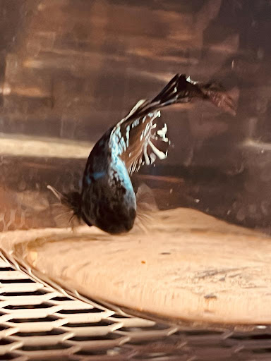 The Betta Collaboration Pte Ltd - Thumbnail