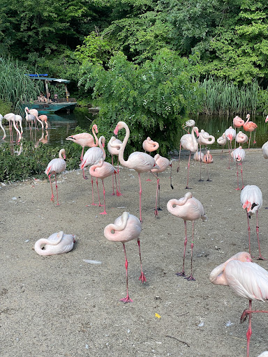 Pelican Walk through - Thumbnail