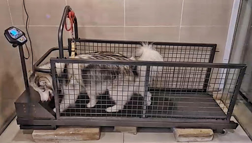 Pets for You Sdn Bhd