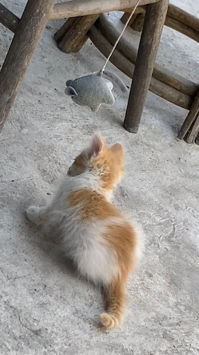 Veterinaria Granero - Thumbnail