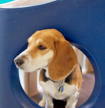 Pampered Pooch Playground