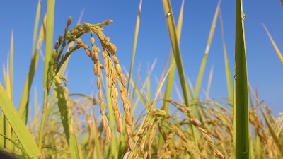 Photos of Rice Research and Development Institute (RRDI)