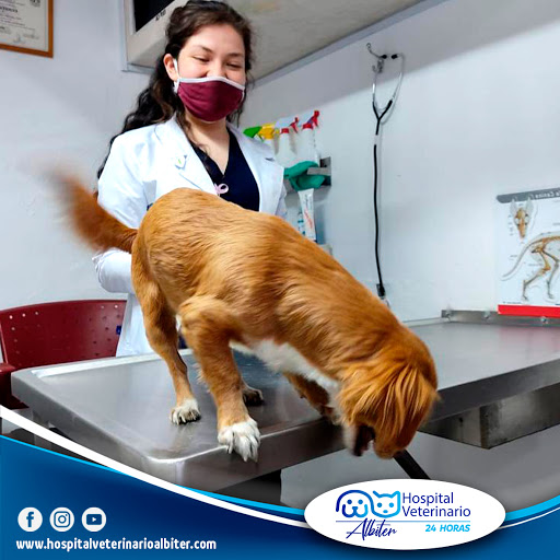Hospital Veterinario Albiter