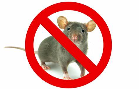 CALL FOR PEST CONTROL 9354892667 post image