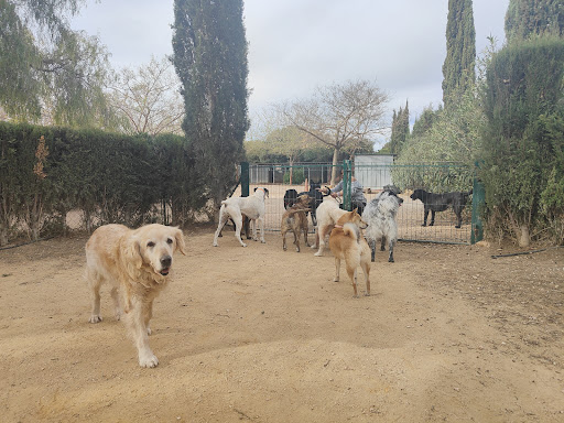 Hotel para perros La Pradera Residencia Canina en Valencia