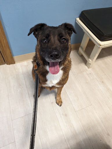 Companion Animal Clinic of Bartlesville - Thumbnail
